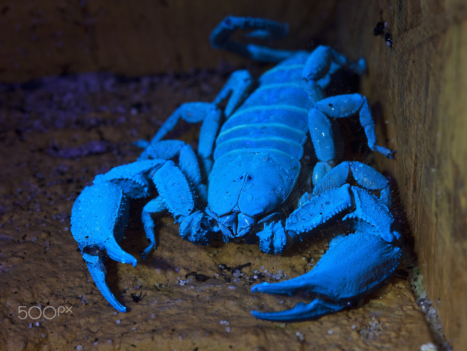 Sigma 105mm F2.8 EX DG Macro sample photo. Bioluminescent scorpion under ultraviolet light at a zoo photography