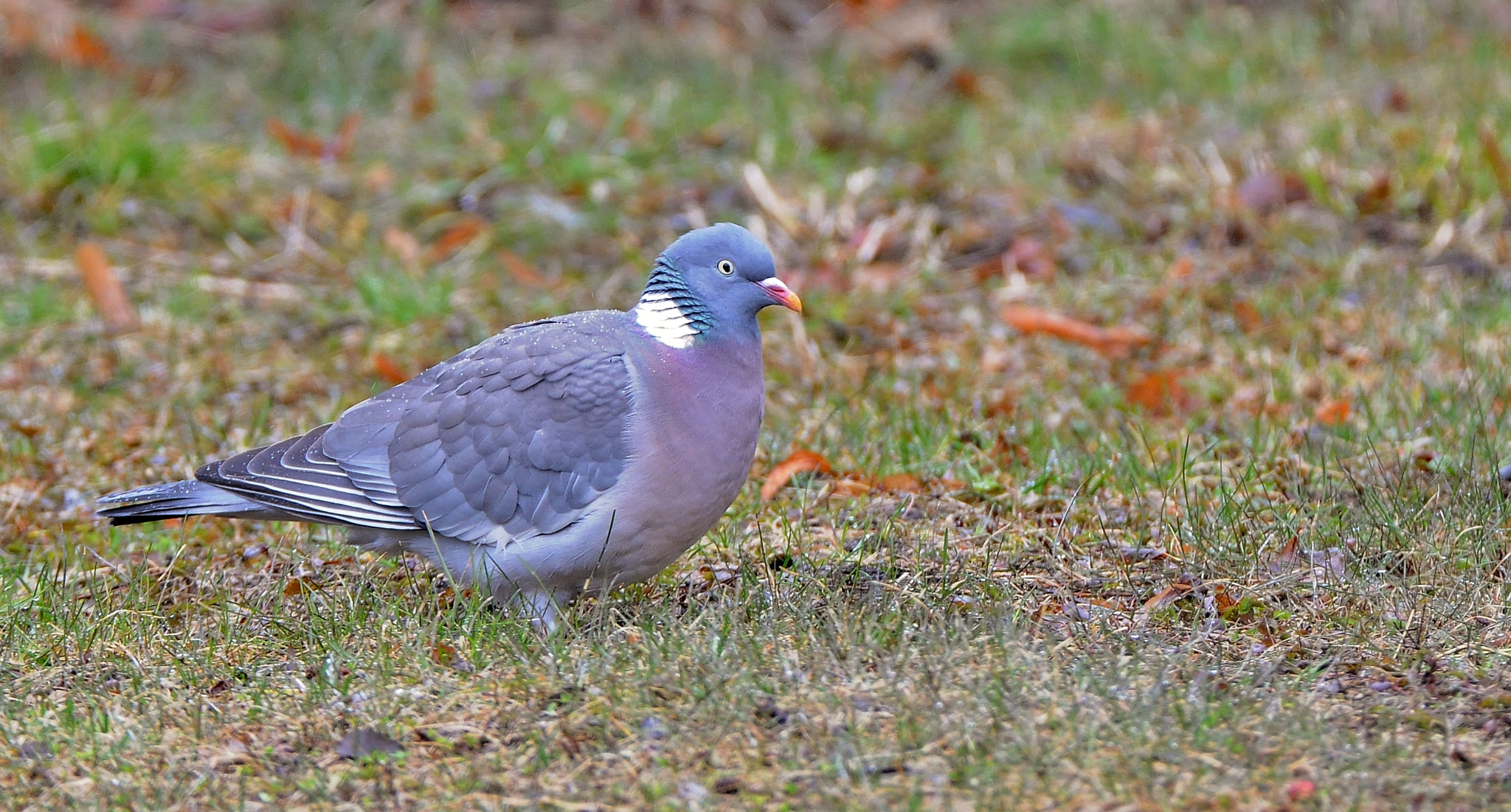 Nikon D300 sample photo. Keršulis (common wood pigeon) photography