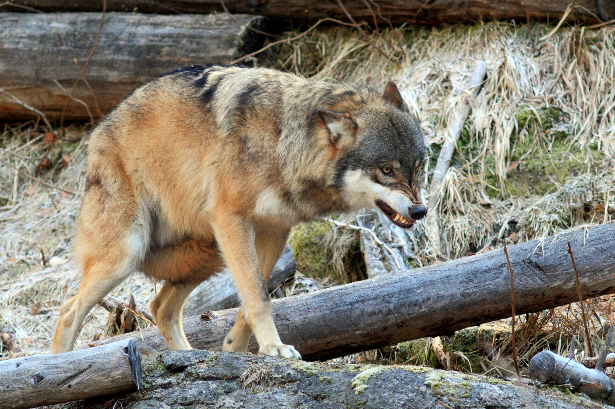 Canon EOS 7D + Canon EF 300mm F4L IS USM sample photo. Grey wolf photography