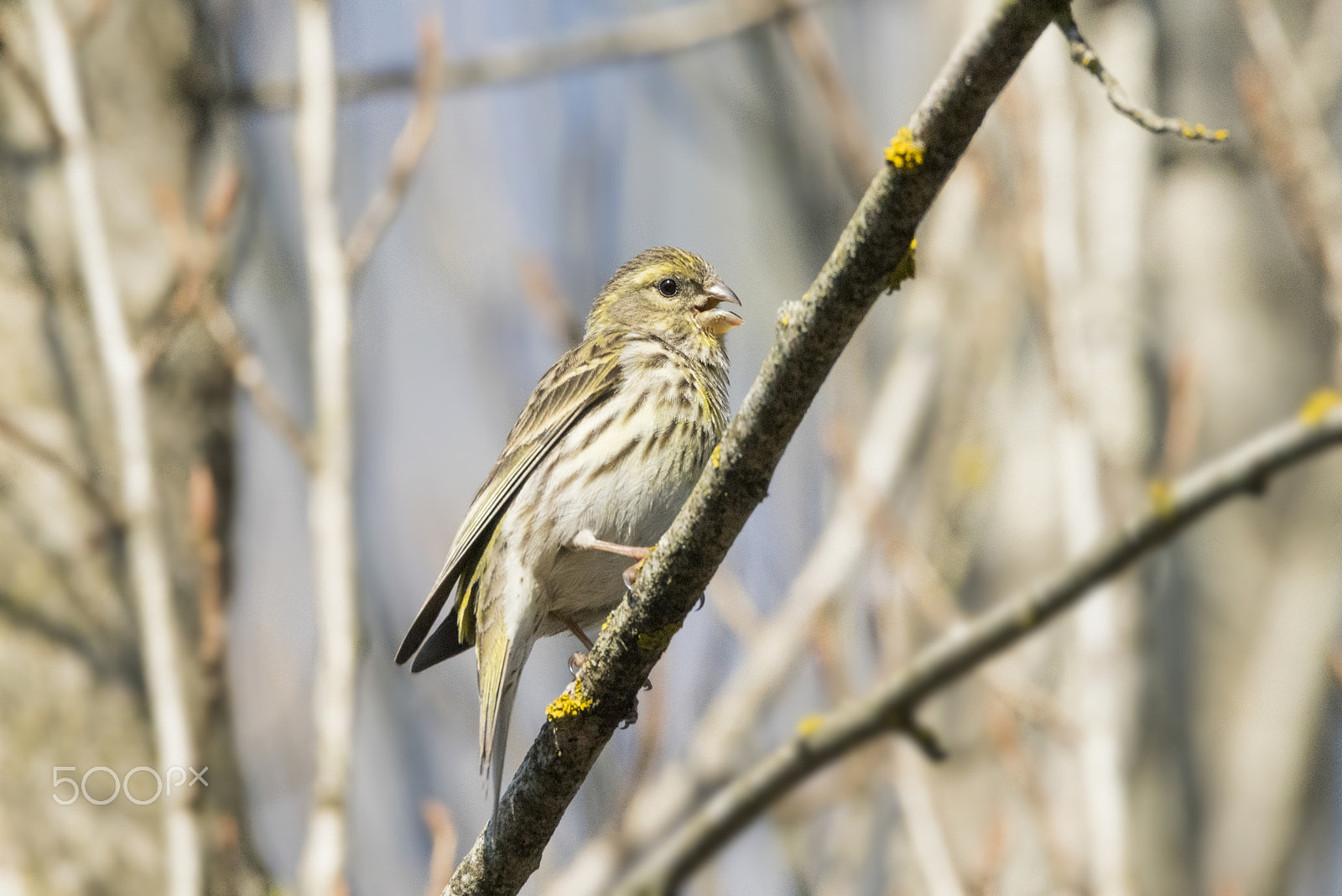 Sigma 150-600mm F5-6.3 DG OS HSM | C sample photo. Verzellino/serinus serinus photography