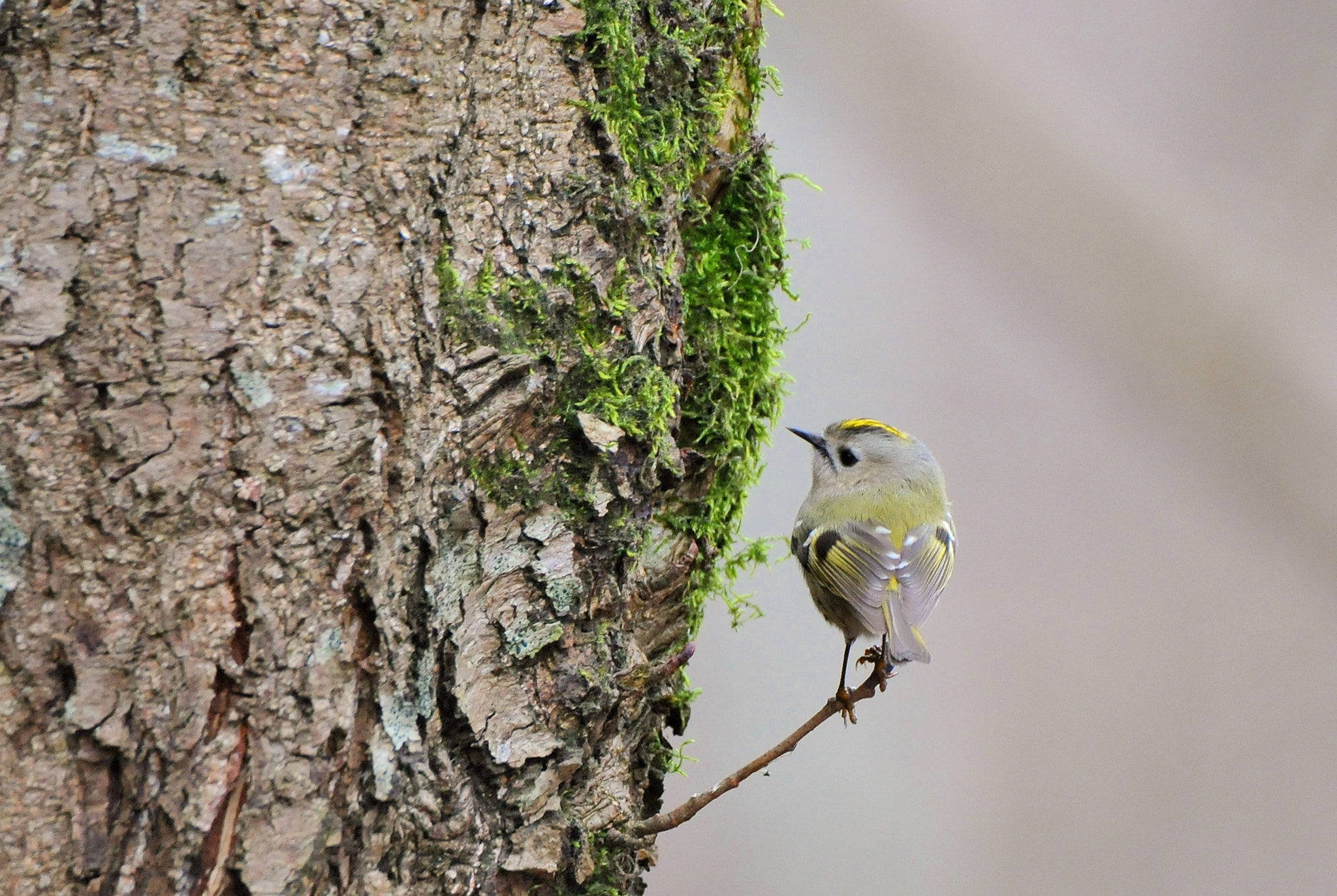 Nikon D300 sample photo. Nykštukas, goldcrest (regulus regulus) photography