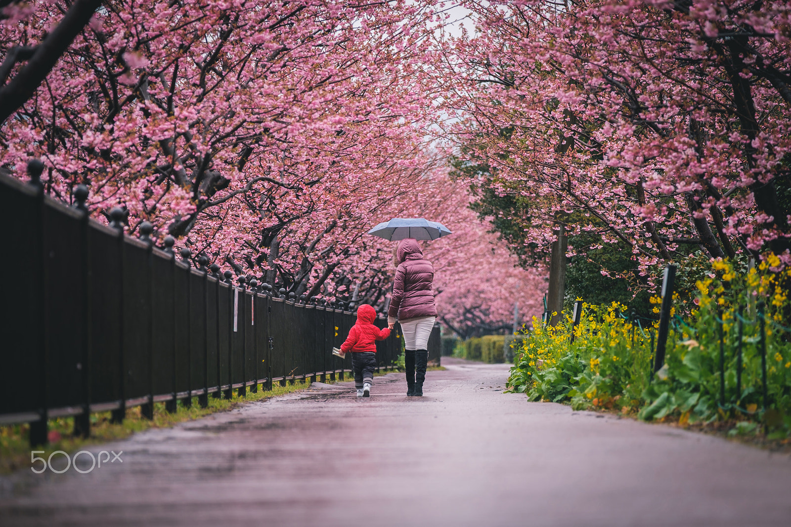 Fujifilm X-Pro2 sample photo. The pink rain photography