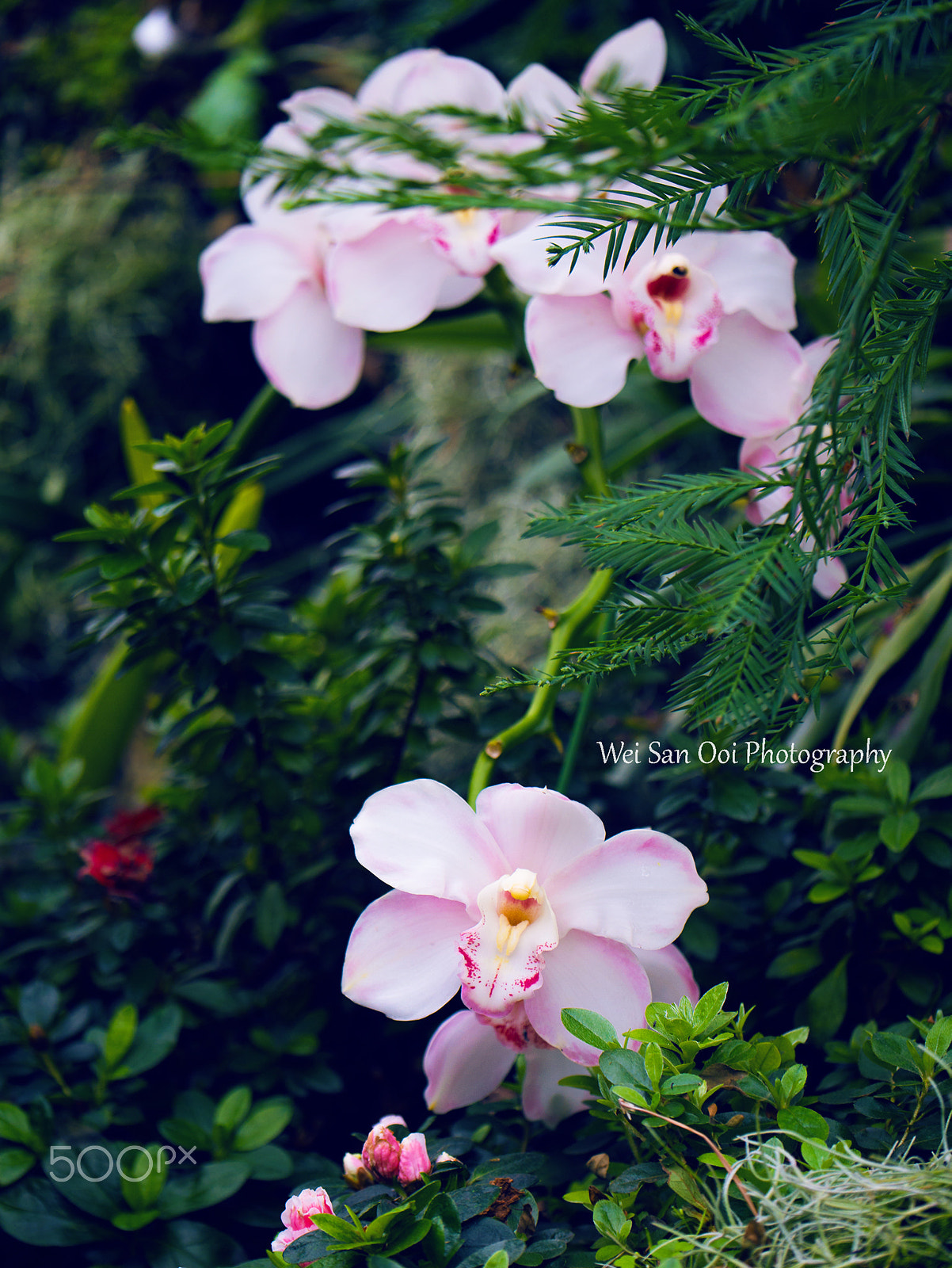 Panasonic Lumix DMC-GX7 sample photo. Orchid 29 photography