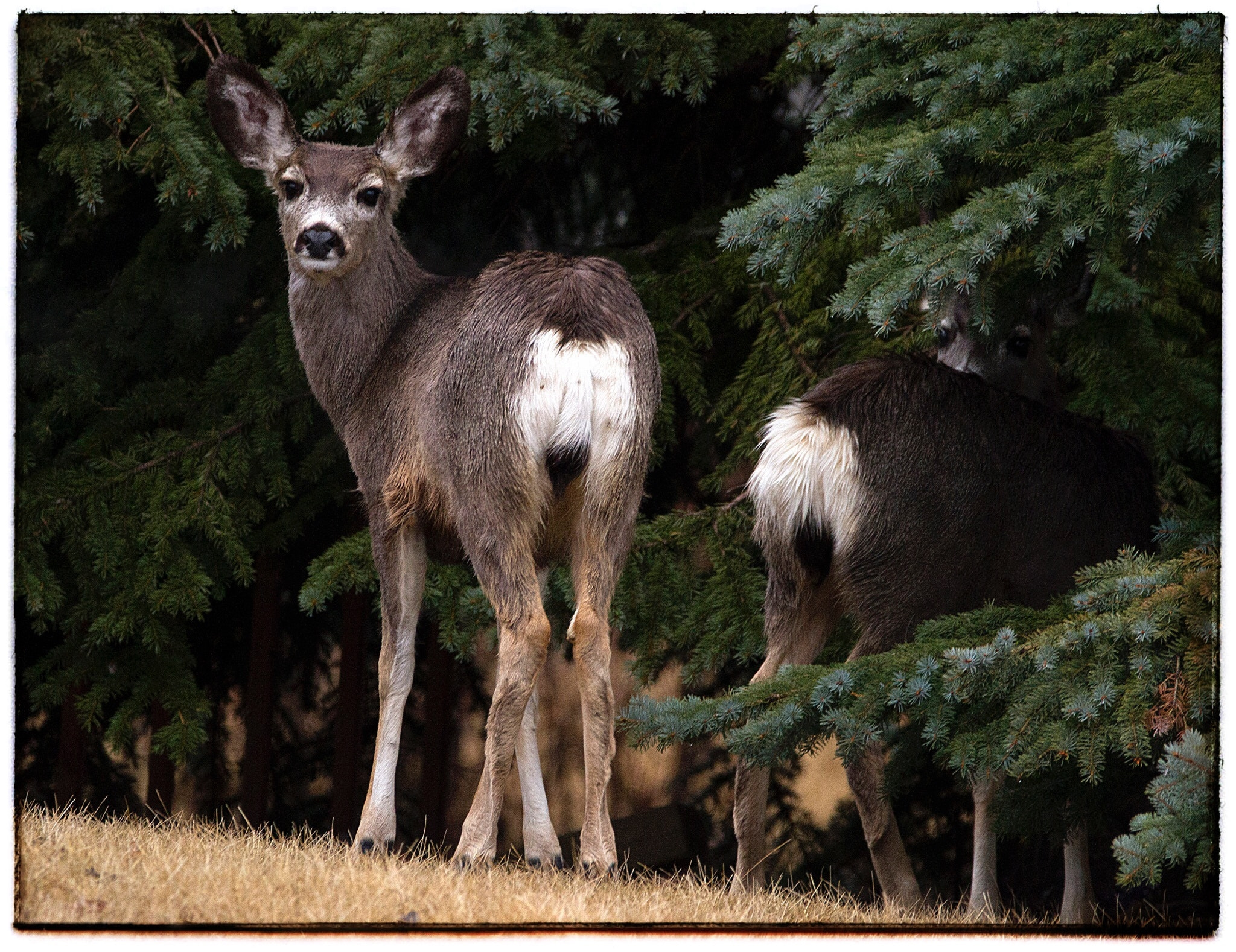 150-600mm F5-6.3 DG OS HSM | Contemporary 015 sample photo. Finally took refuge amongst a neighbors trees where a 2nd deer was hiding. photography