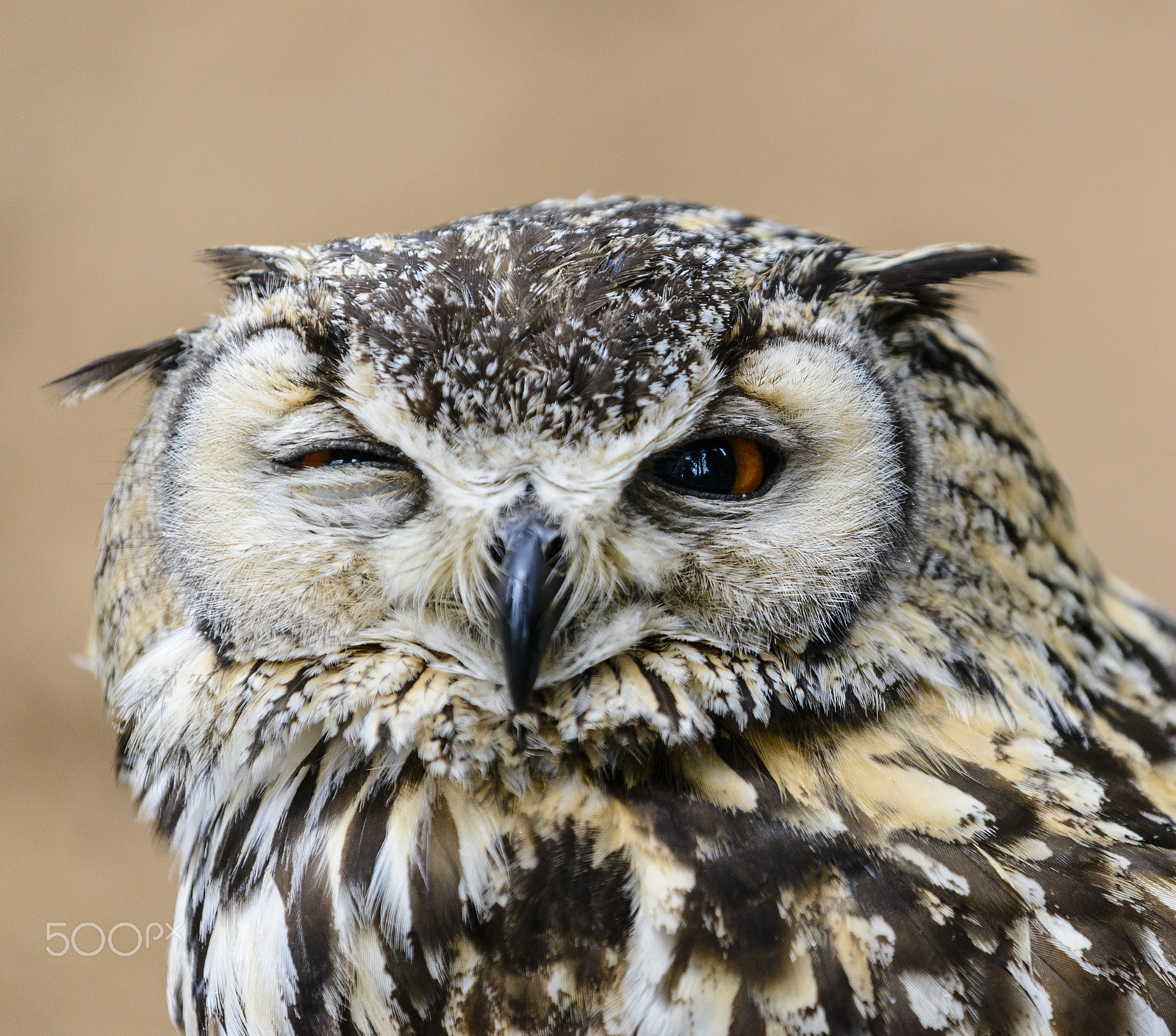Nikon AF-S Nikkor 70-200mm F4G ED VR sample photo. A great horned owl (bubo virginianus) looking concerned photography