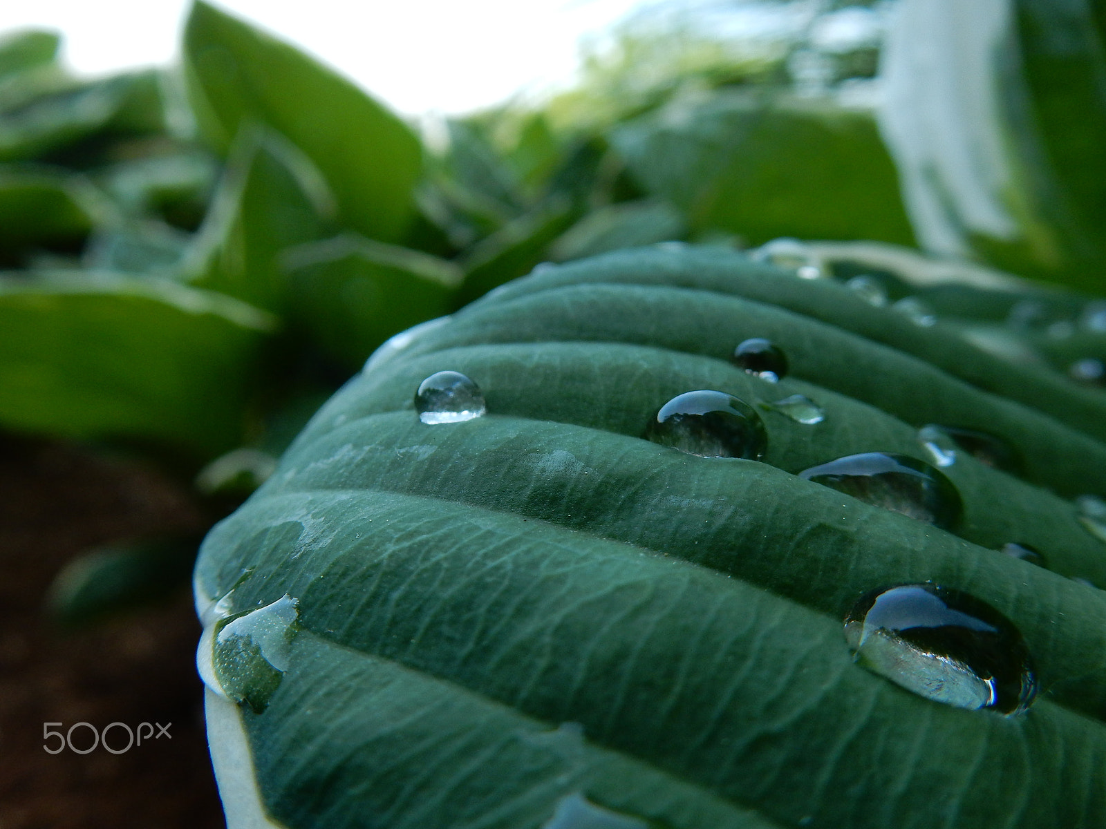 Nikon Coolpix S9700 sample photo. Raindrops photography