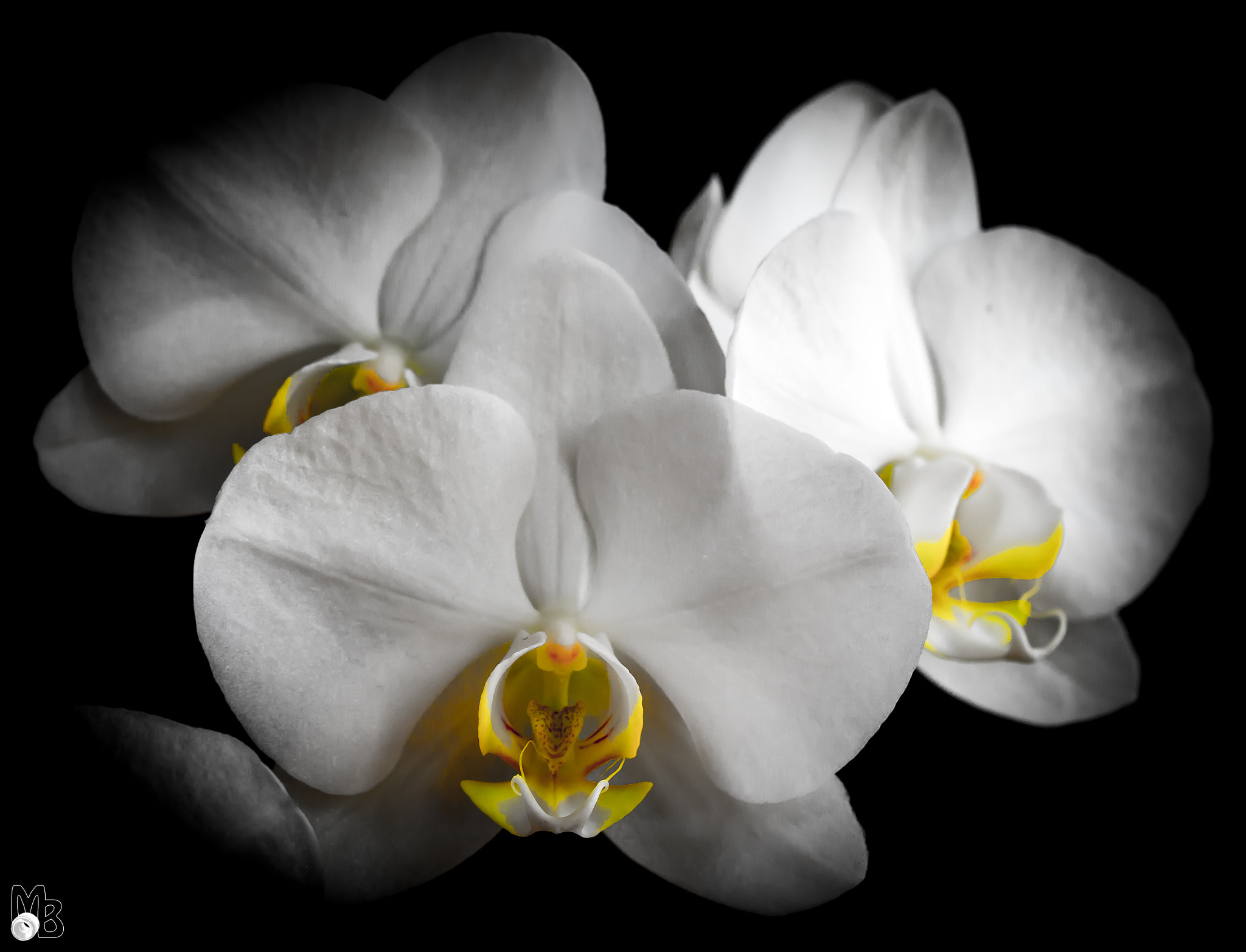 Nikon D7100 + Tamron SP 90mm F2.8 Di VC USD 1:1 Macro (F004) sample photo. The orchid and the black photography