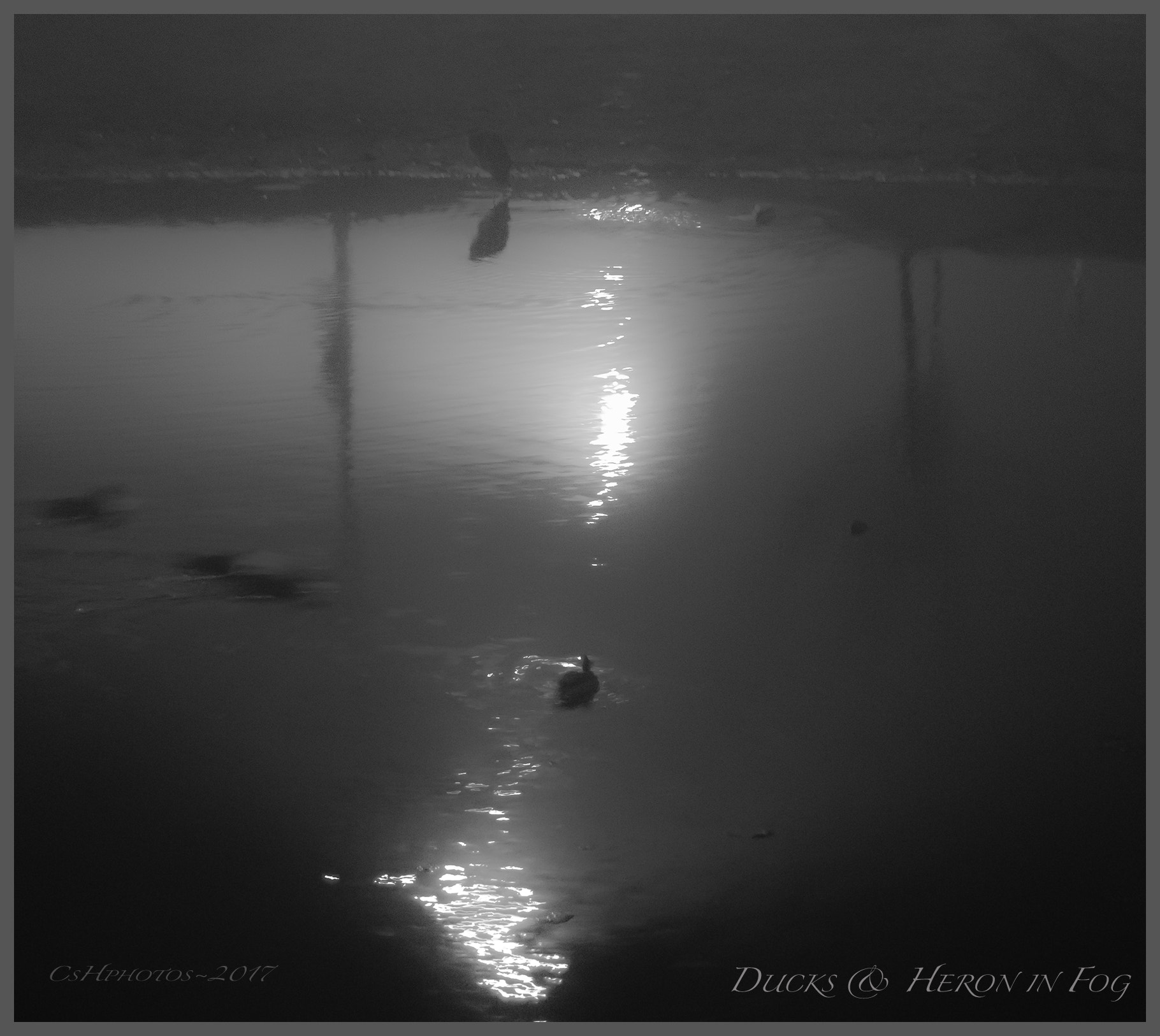 Canon EOS 750D (EOS Rebel T6i / EOS Kiss X8i) sample photo. Mid-night fog photography