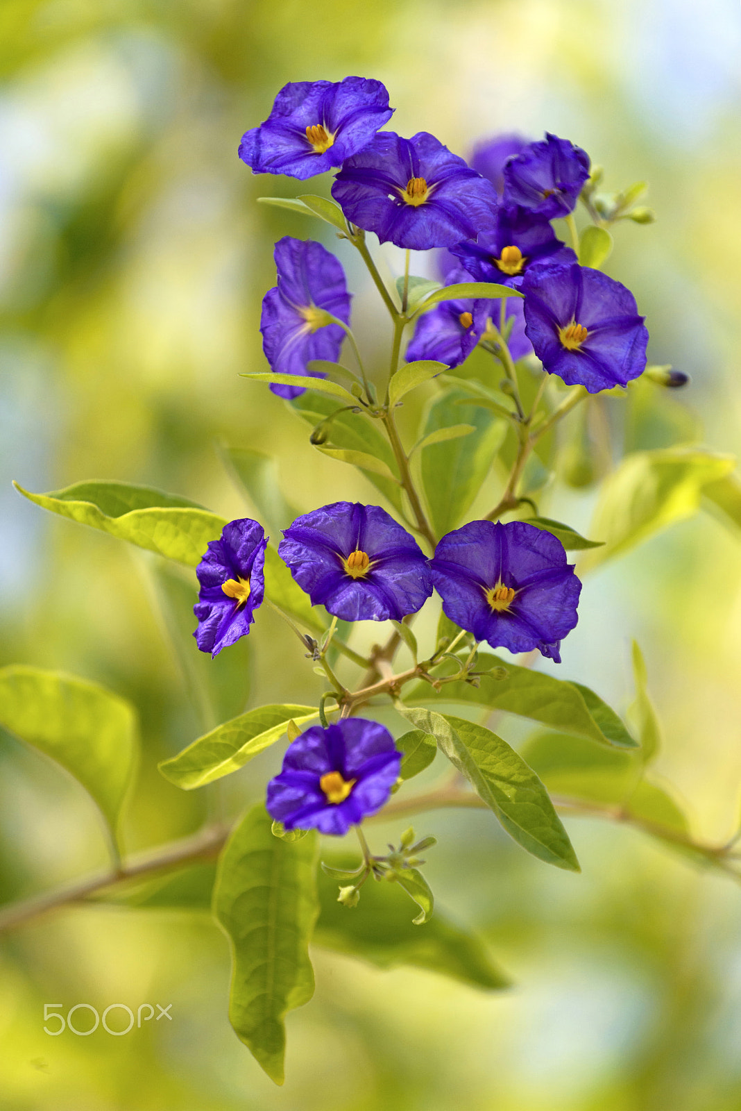 Nikon D800 sample photo. "blue potato bush" flower (or paraguay nightshade) in st. gallen, switzerland. its latin name is... photography