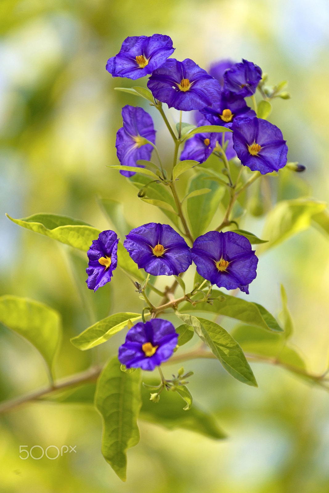 Nikon AF-S Nikkor 70-200mm F4G ED VR sample photo. "blue potato bush" flower (or paraguay nightshade) in st. gallen, switzerland. its latin name is... photography