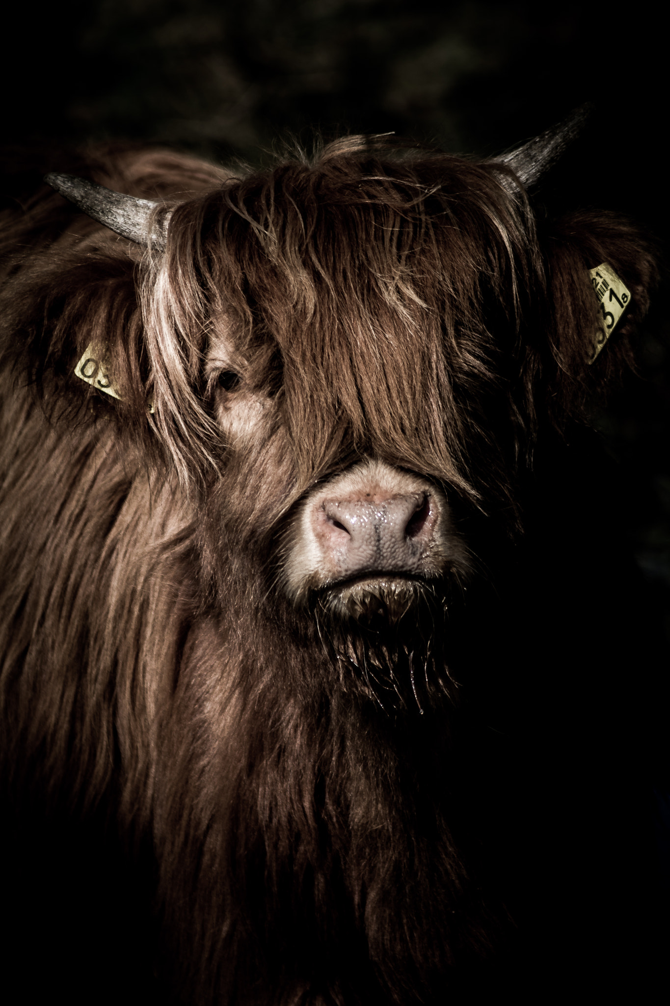 Canon EF 55-200mm F4.5-5.6 II USM sample photo. Fine art highland cow photography