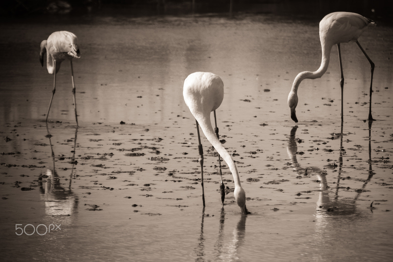 Canon EF 100-400mm F4.5-5.6L IS USM sample photo. Pink flamingos in black and white photography