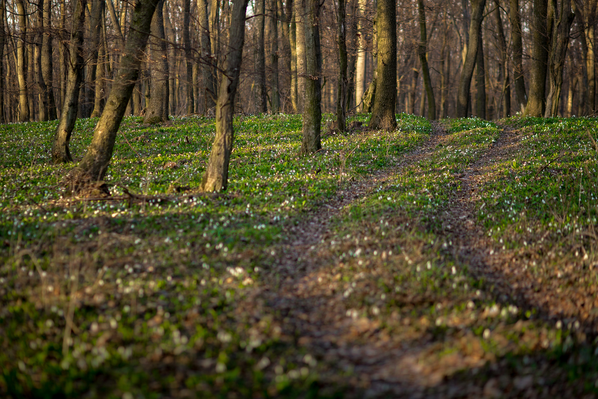 Canon EOS 6D sample photo. Snowdrop_forest photography