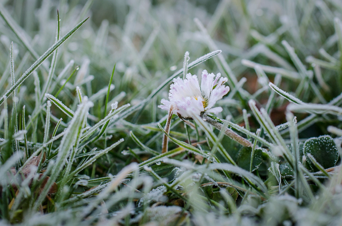 Nikon D5100 sample photo. Frozen daisy photography