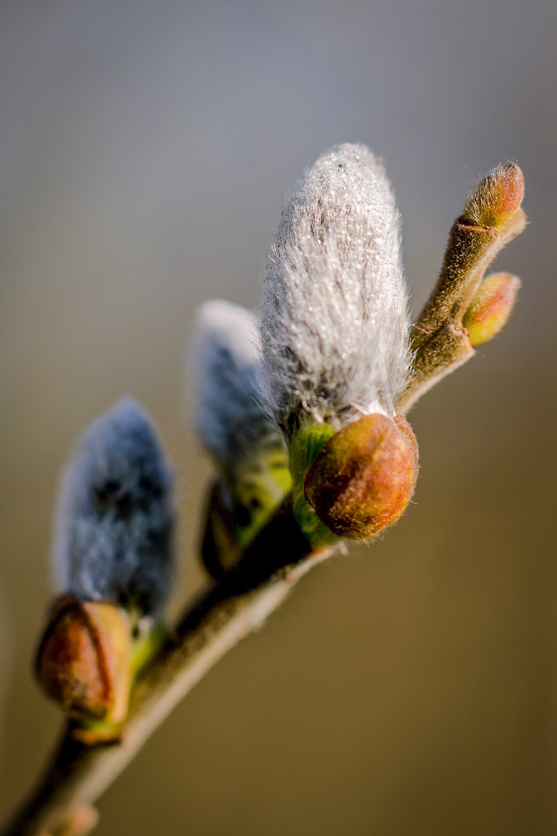Nikon D5100 + Tamron SP AF 60mm F2 Di II LD IF Macro sample photo. Willow blossom photography