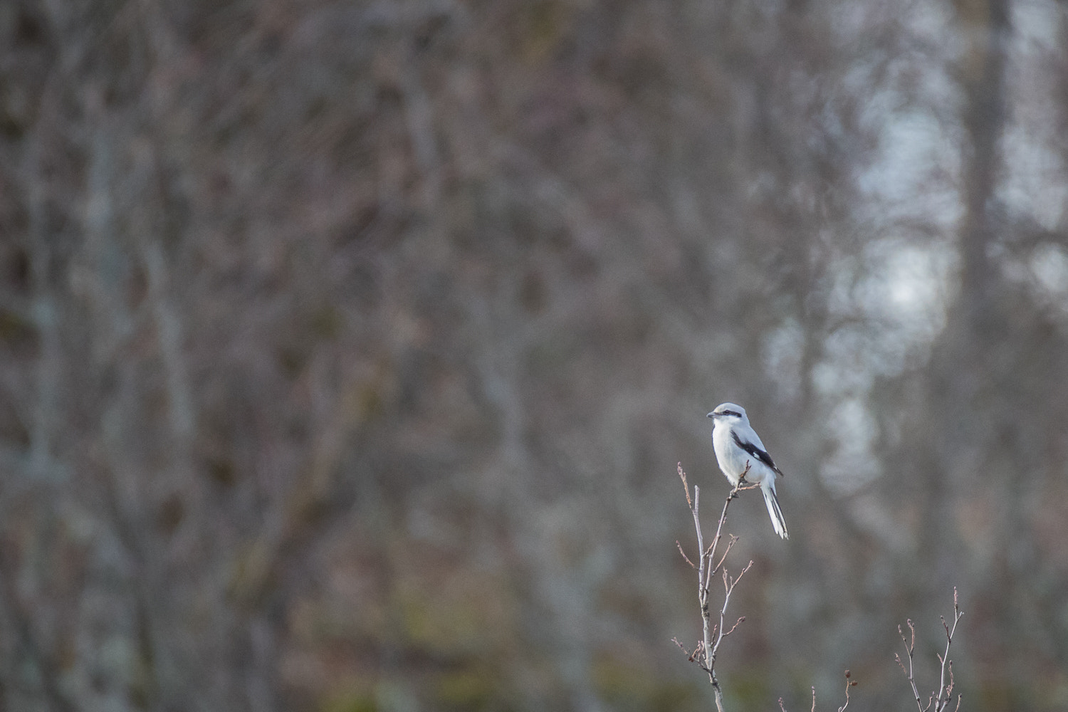 Sigma 150-600mm F5-6.3 DG OS HSM | C sample photo. Great grey shrike photography