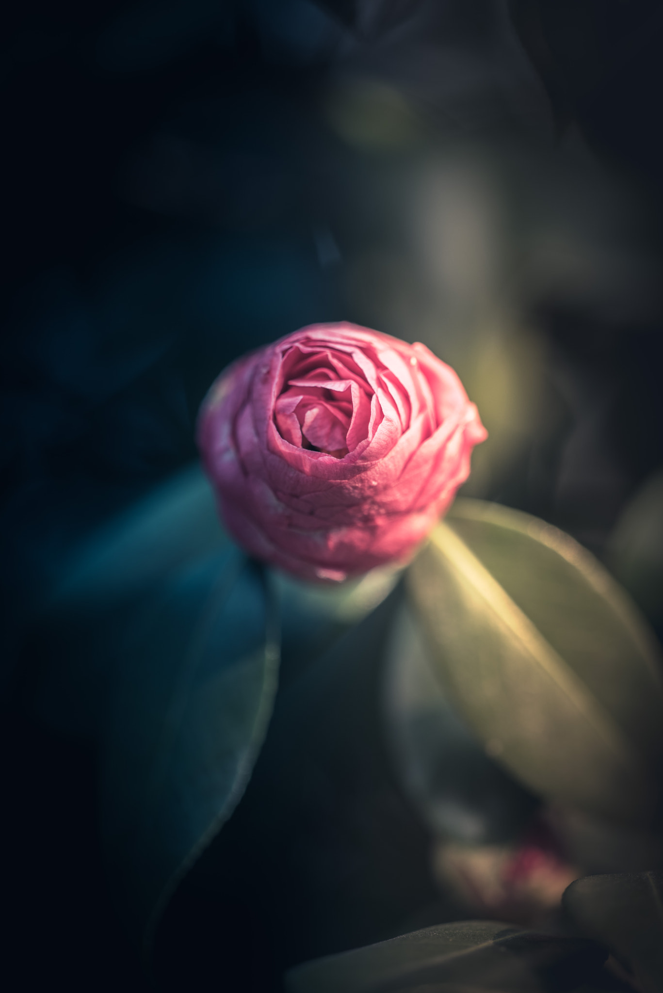 Nikon D750 sample photo. Camellia photography