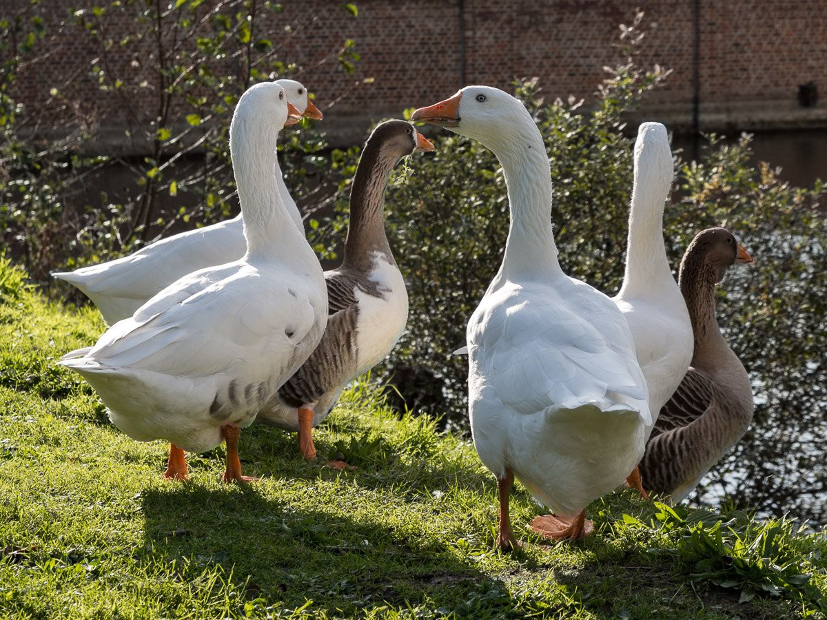 Nikon D5200 + Tamron SP AF 17-50mm F2.8 XR Di II VC LD Aspherical (IF) sample photo. Geese photography