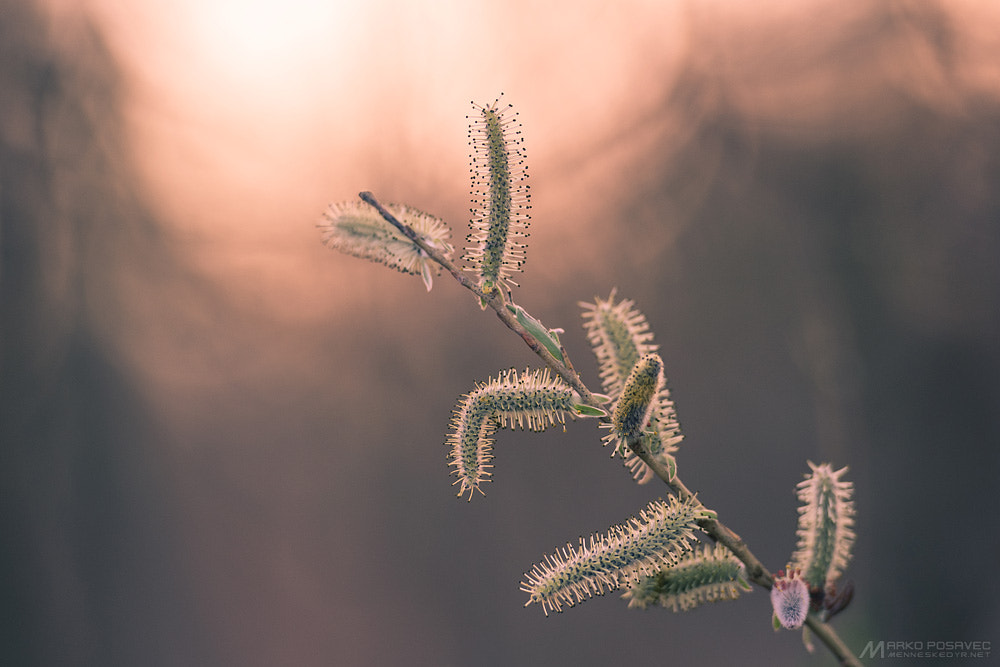 Nikon AF-S Nikkor 70-200mm F2.8G ED VR II sample photo. Willow catkins ii photography