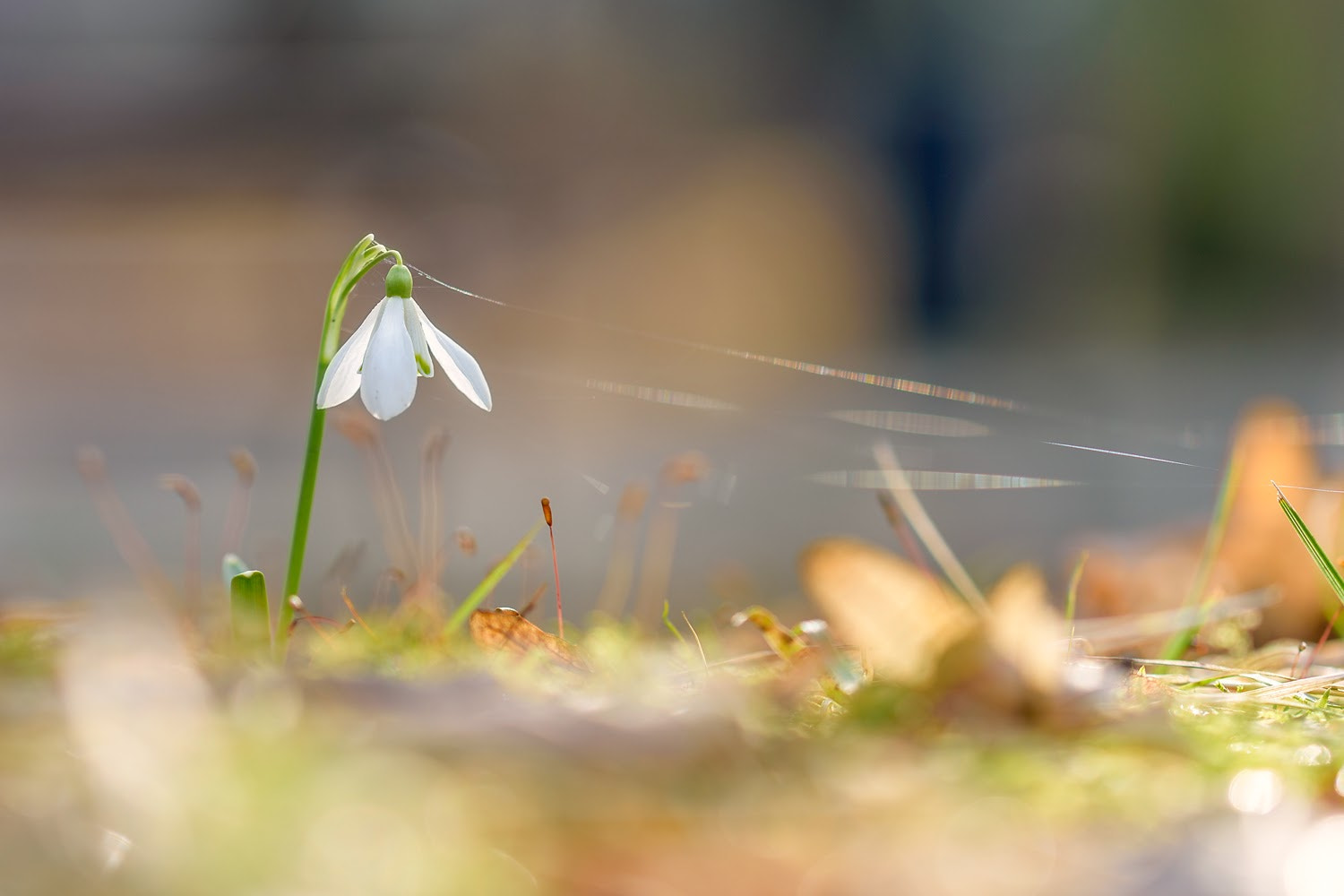 Nikon D7200 sample photo. Spring photography