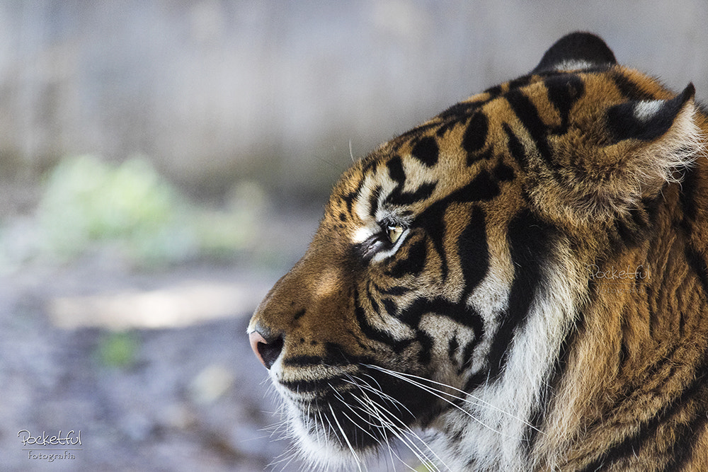 Canon EOS 7D Mark II + Sigma 150-500mm F5-6.3 DG OS HSM sample photo. Tigre de sumatra photography