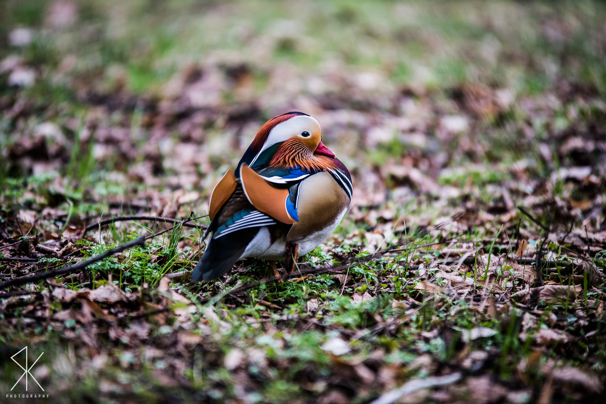 Sigma 70-200mm F2.8 EX DG OS HSM sample photo. Mandrin duck photography