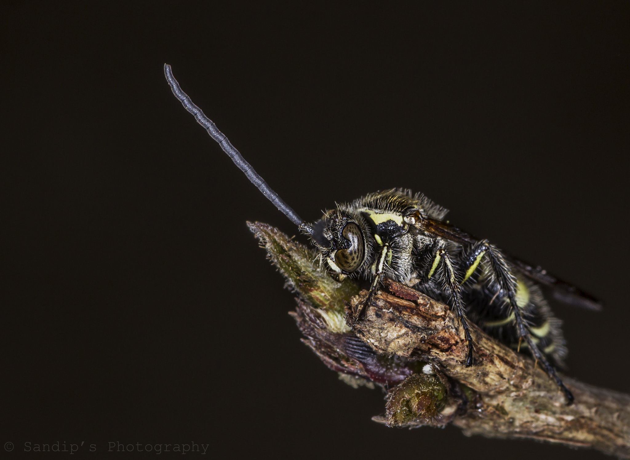Canon EOS 600D (Rebel EOS T3i / EOS Kiss X5) + Tamron SP AF 90mm F2.8 Di Macro sample photo. Wasp: close up..... photography