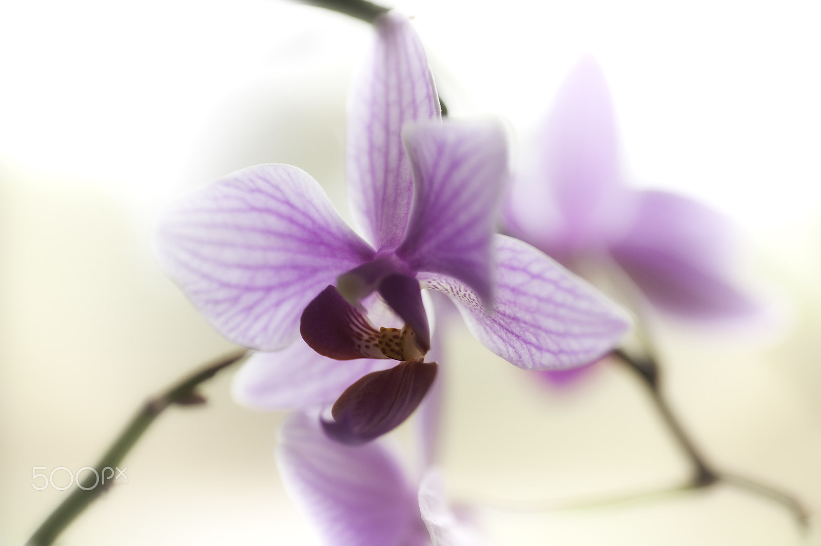 Nikon D700 + Tokina AT-X Pro 100mm F2.8 Macro sample photo. Orchid number two photography