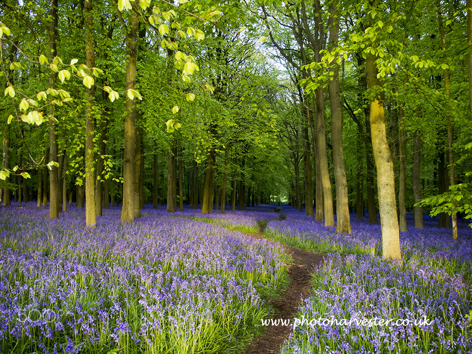 Olympus PEN E-PL1 sample photo. Heavenly blue photography