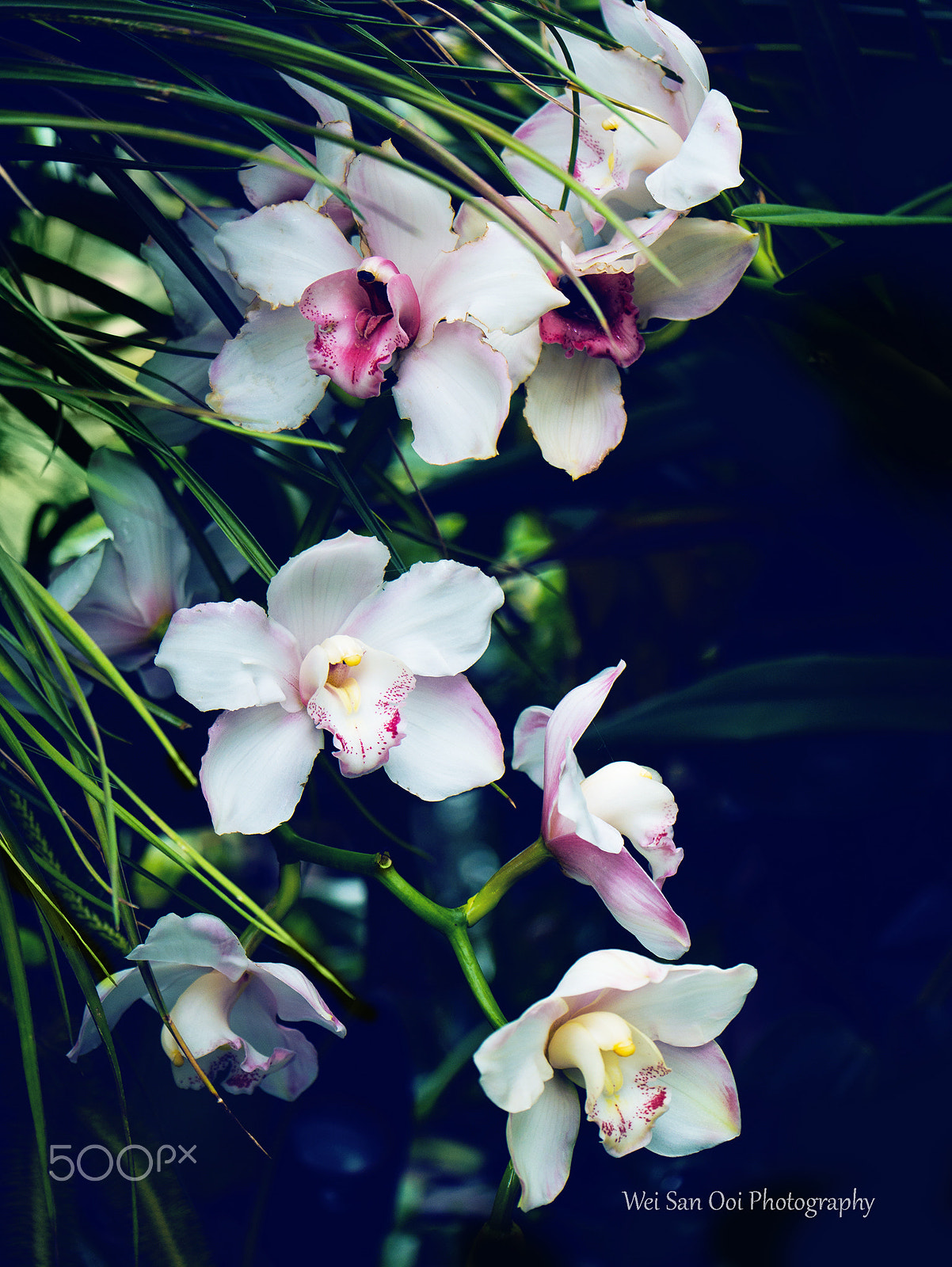 Panasonic Lumix DMC-GX7 sample photo. Orchid 30 photography
