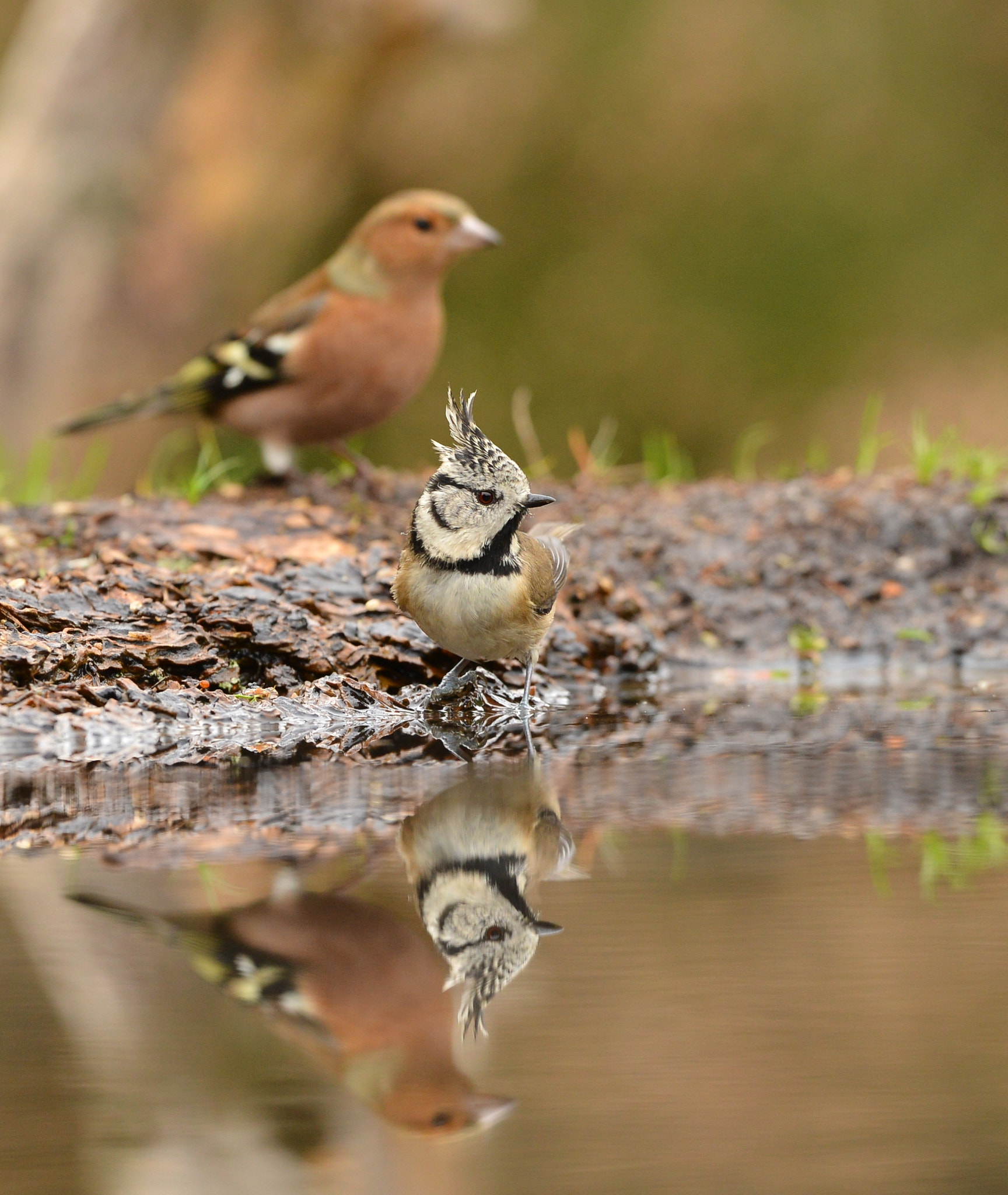 Nikon D600 + Nikon AF-S Nikkor 500mm F4G ED VR sample photo. Kuifmees photography