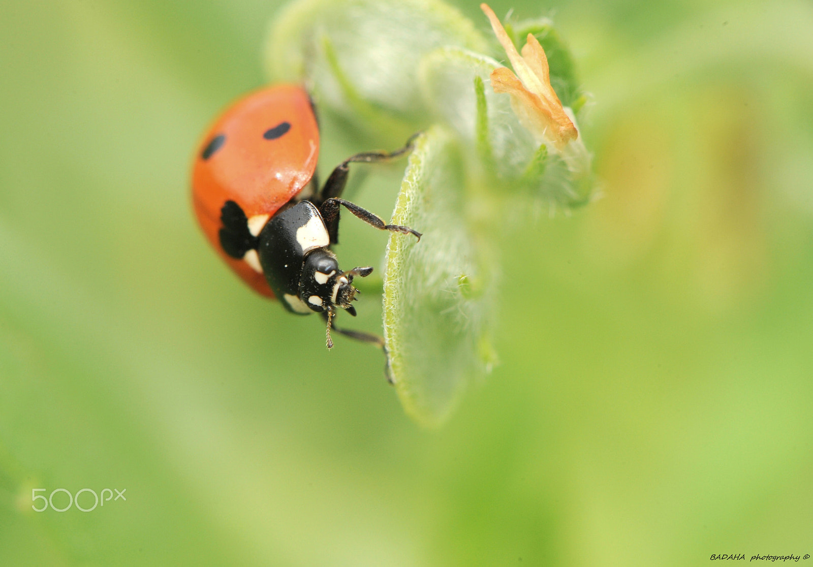 Nikon AF-S Micro-Nikkor 105mm F2.8G IF-ED VR sample photo. Lady bug photography