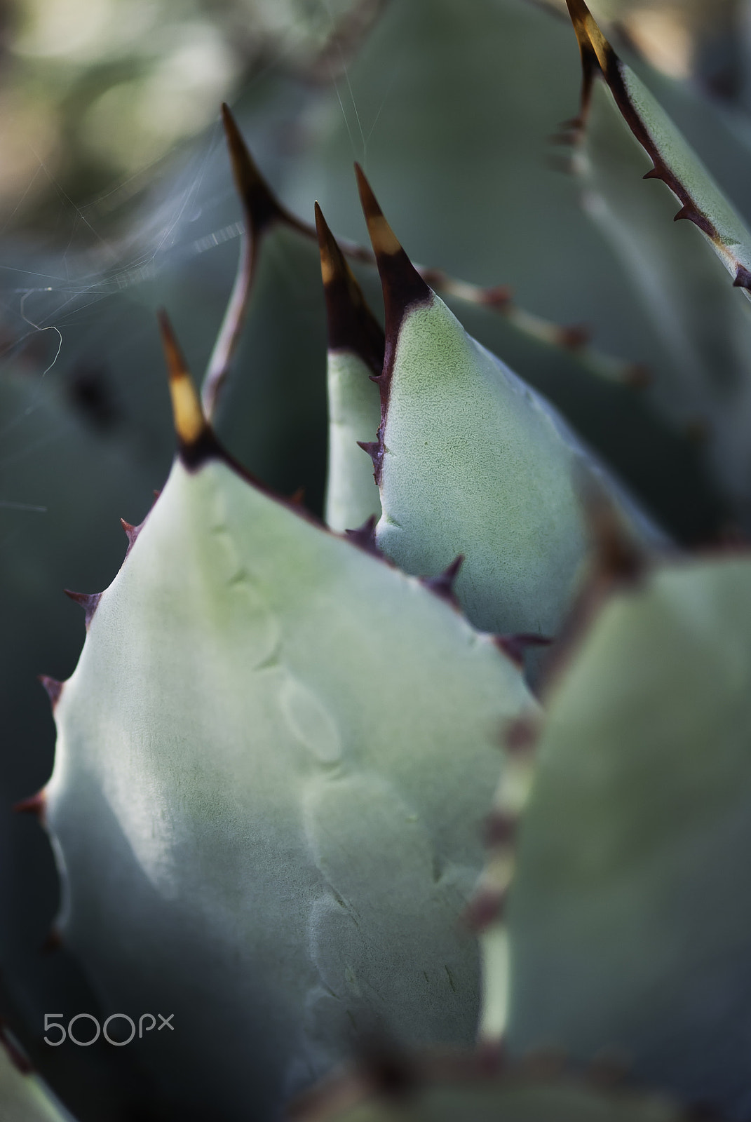 Nikon AF-S Micro-Nikkor 105mm F2.8G IF-ED VR sample photo. Agave plant close up photography