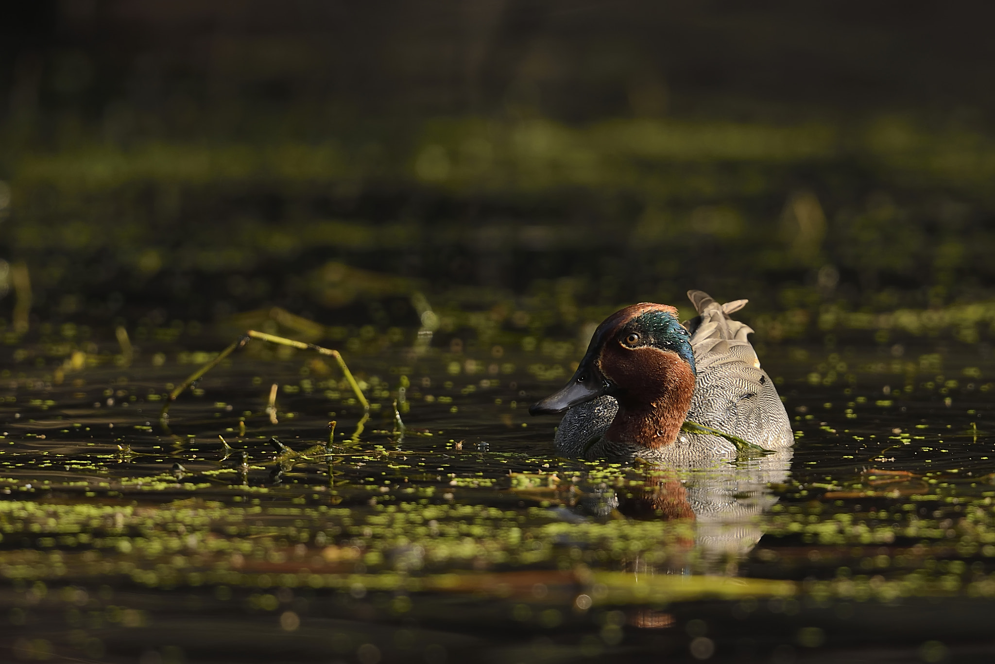Nikon D800E + Nikon AF-S Nikkor 500mm F4G ED VR sample photo. Common teal photography