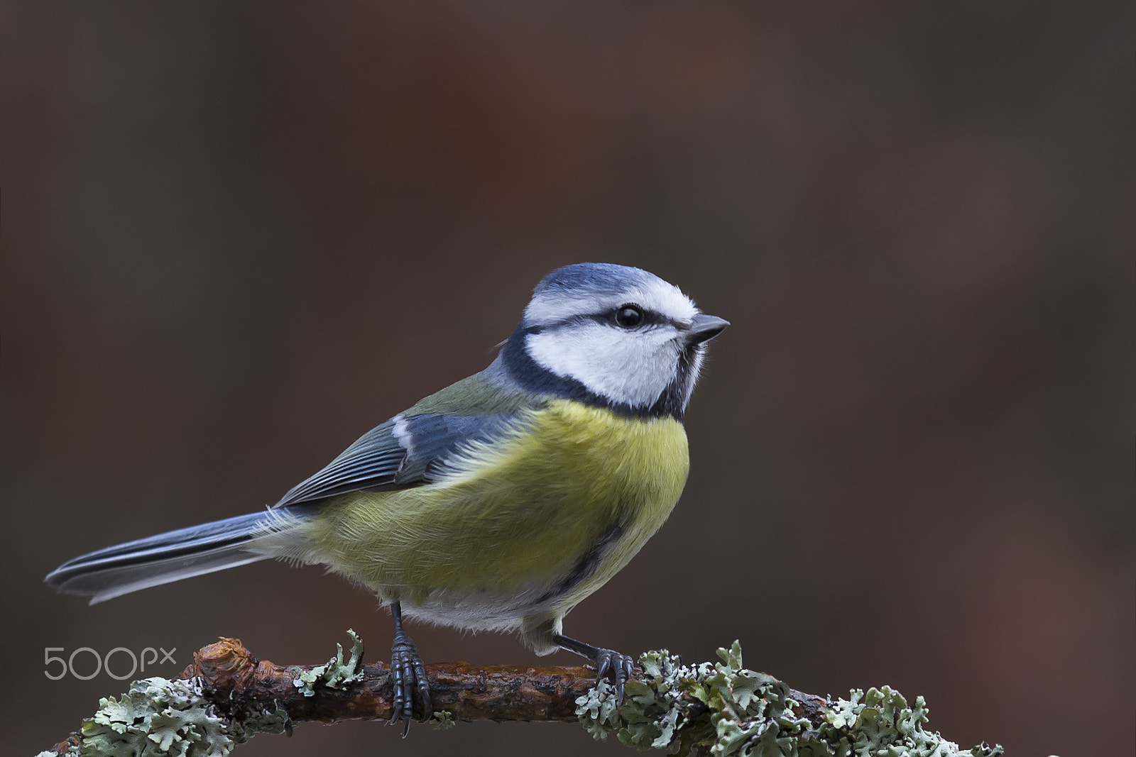 Sigma 70-200mm F2.8 EX DG OS HSM sample photo. Sinitiainen blue tit photography