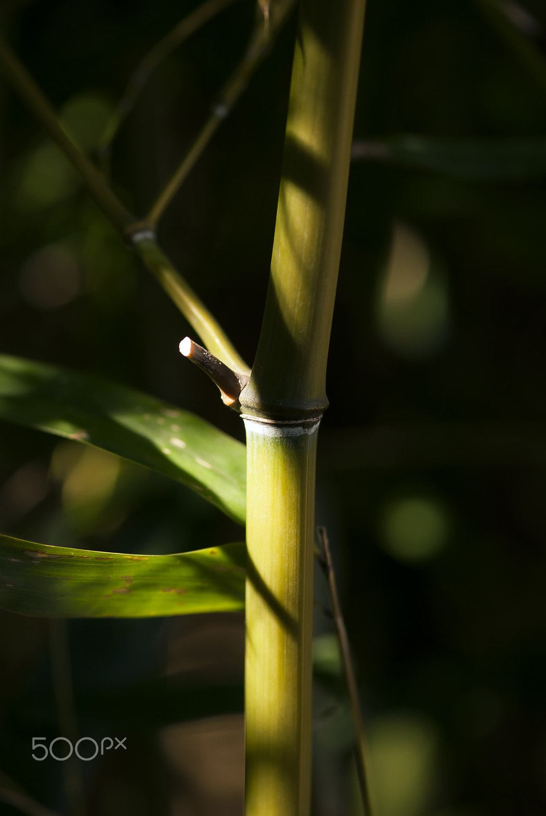 Nikon AF-S Micro-Nikkor 105mm F2.8G IF-ED VR sample photo. Bamboo branch photography
