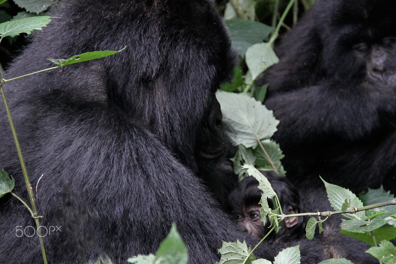 Canon EOS 50D sample photo. Female and baby mgahinga gorilla national park photography