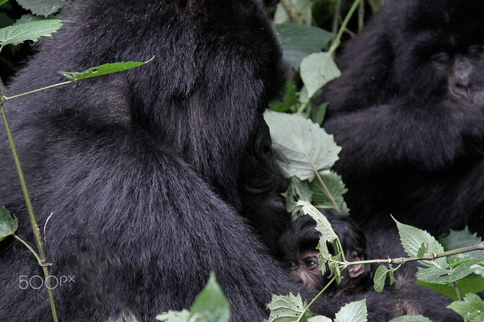 Canon EF-S 18-200mm F3.5-5.6 IS sample photo. Female and baby mgahinga gorilla national park photography