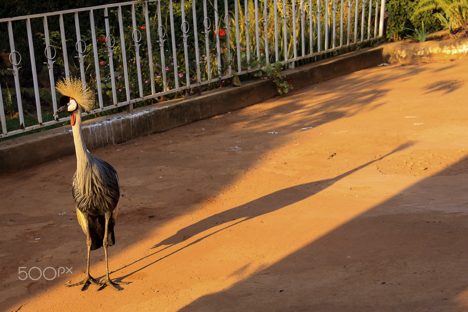 Canon EF-S 18-200mm F3.5-5.6 IS sample photo. Grey crowned crane long shadow photography