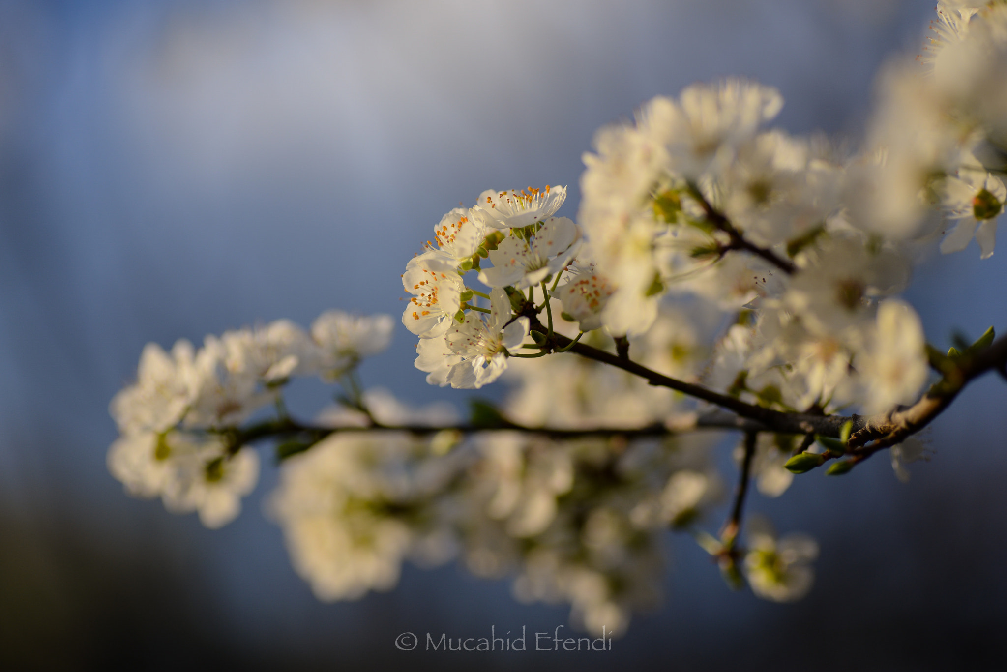 Nikon D610 sample photo. Blossoming.. photography