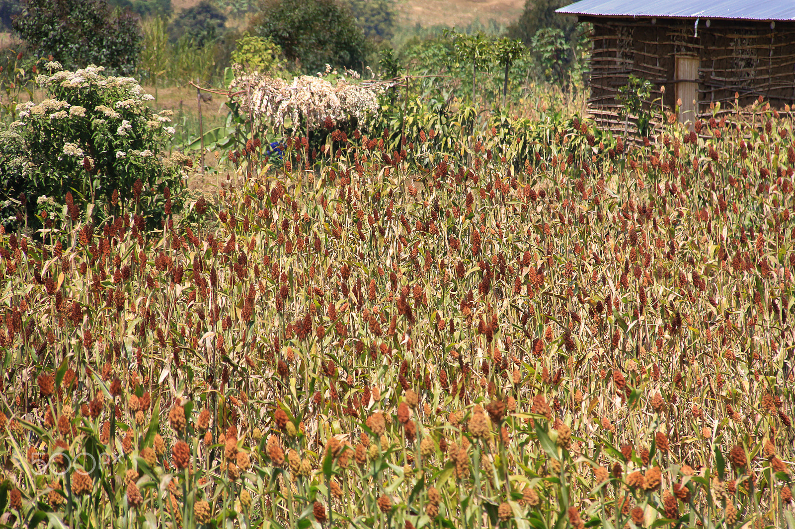 Canon EF-S 18-200mm F3.5-5.6 IS sample photo. Lake burera sorghum field photography