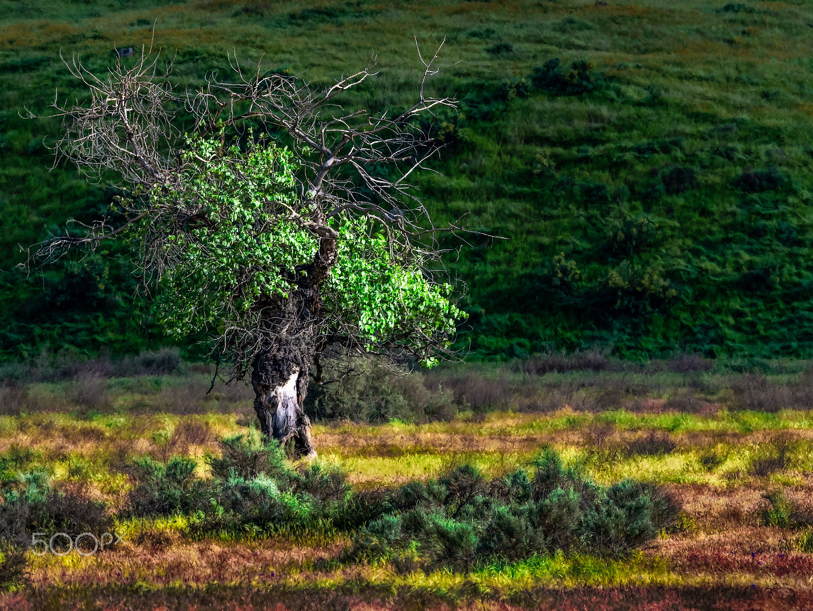 Nikon D500 sample photo. This little tree survives . . . photography