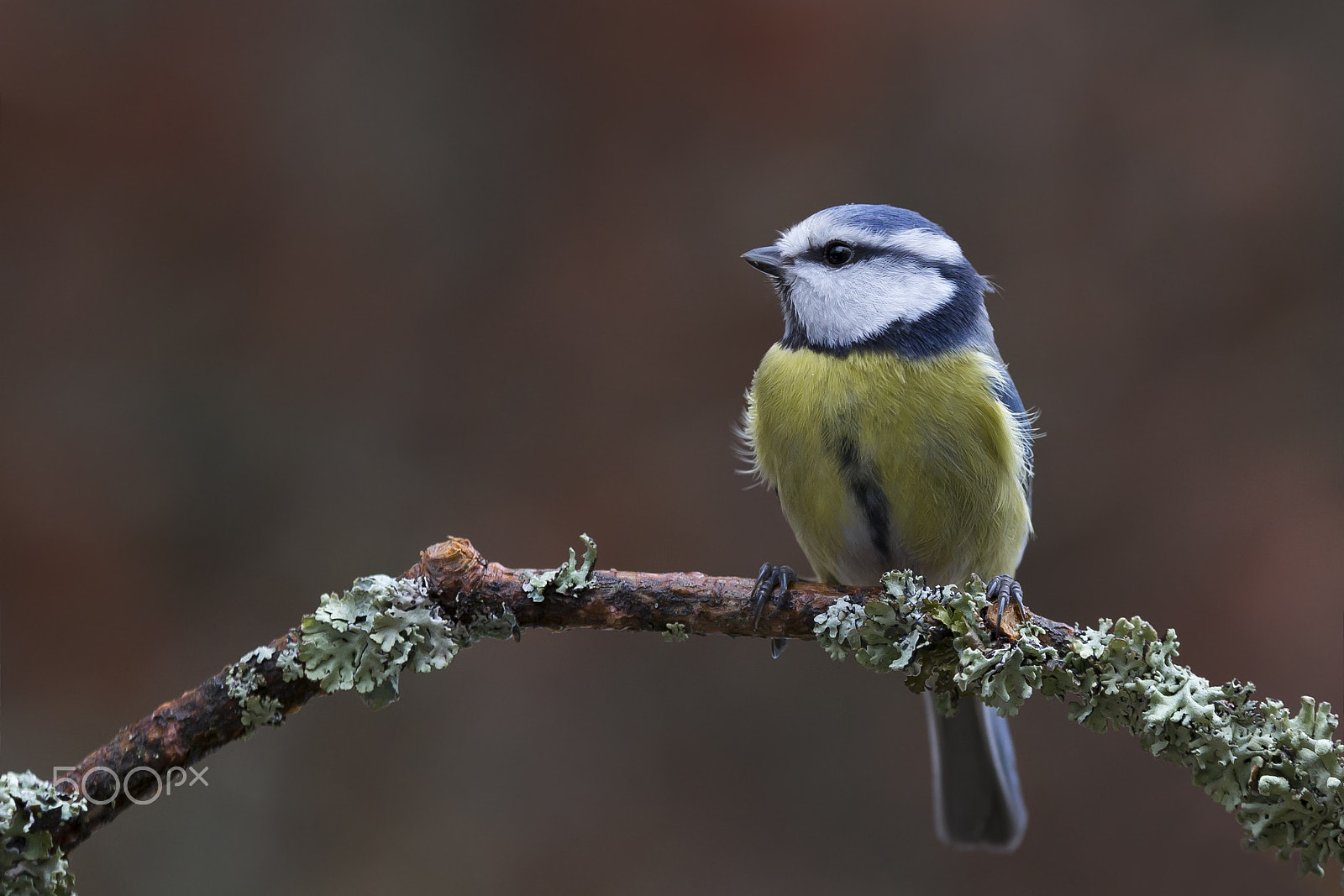 Sigma 70-200mm F2.8 EX DG OS HSM sample photo. Sinitiainen blue tit photography