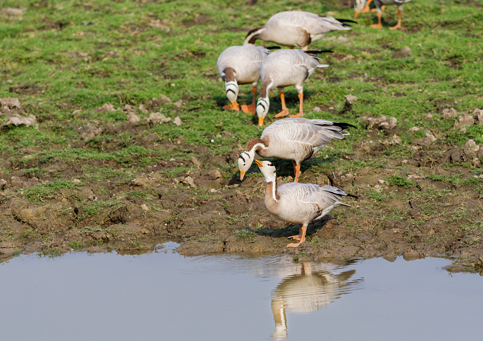 Canon EF 400mm F5.6L USM sample photo. Bar headed goose photography
