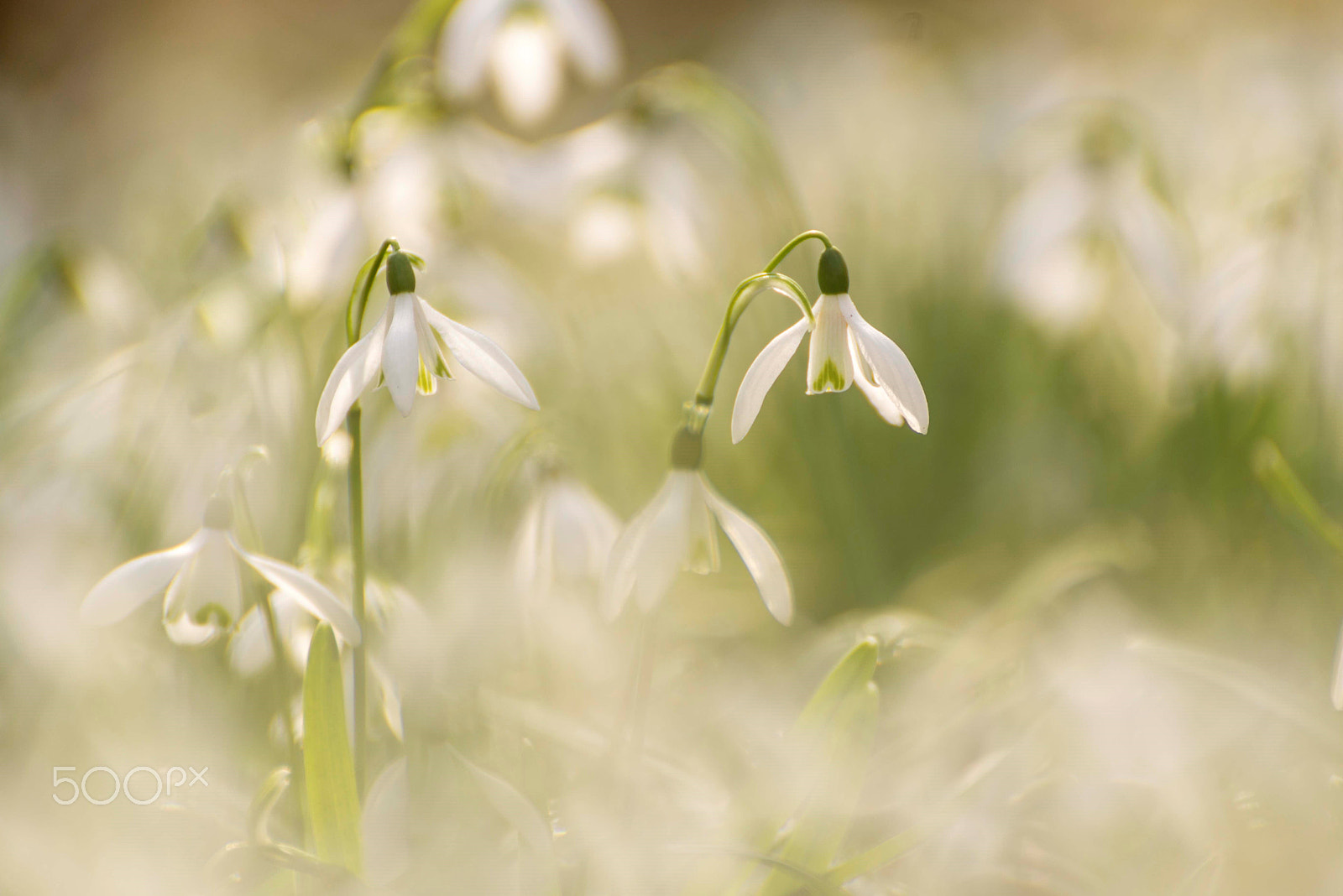 Nikon D600 sample photo. Snowdrops photography