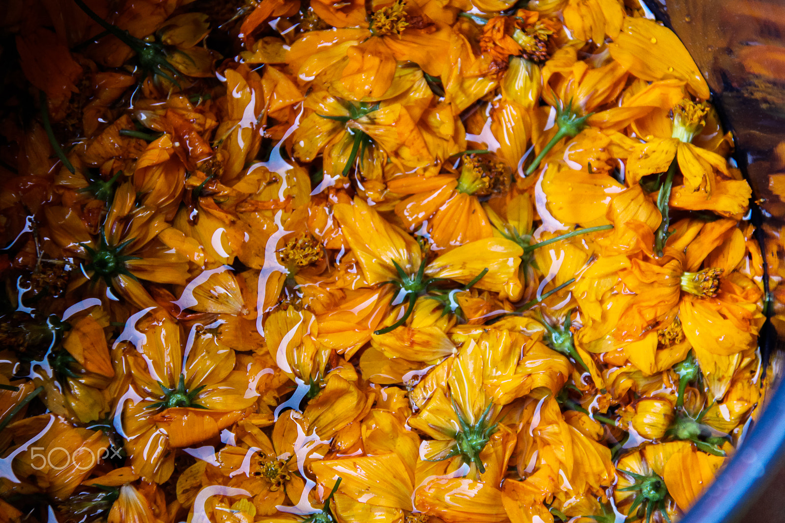 Canon EF-S 18-200mm F3.5-5.6 IS sample photo. Yellow cosmos in the dye pot photography