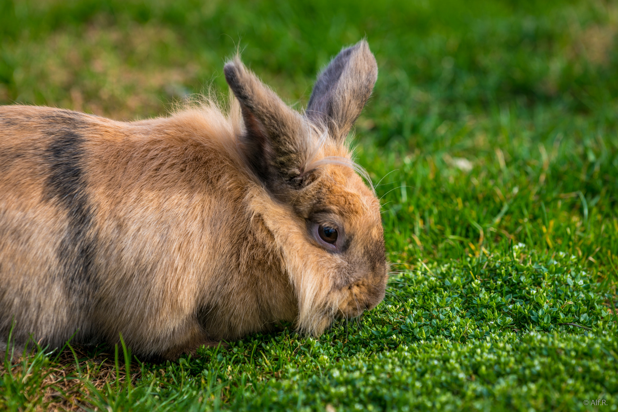 Sony a7R II sample photo. Always lunch photography