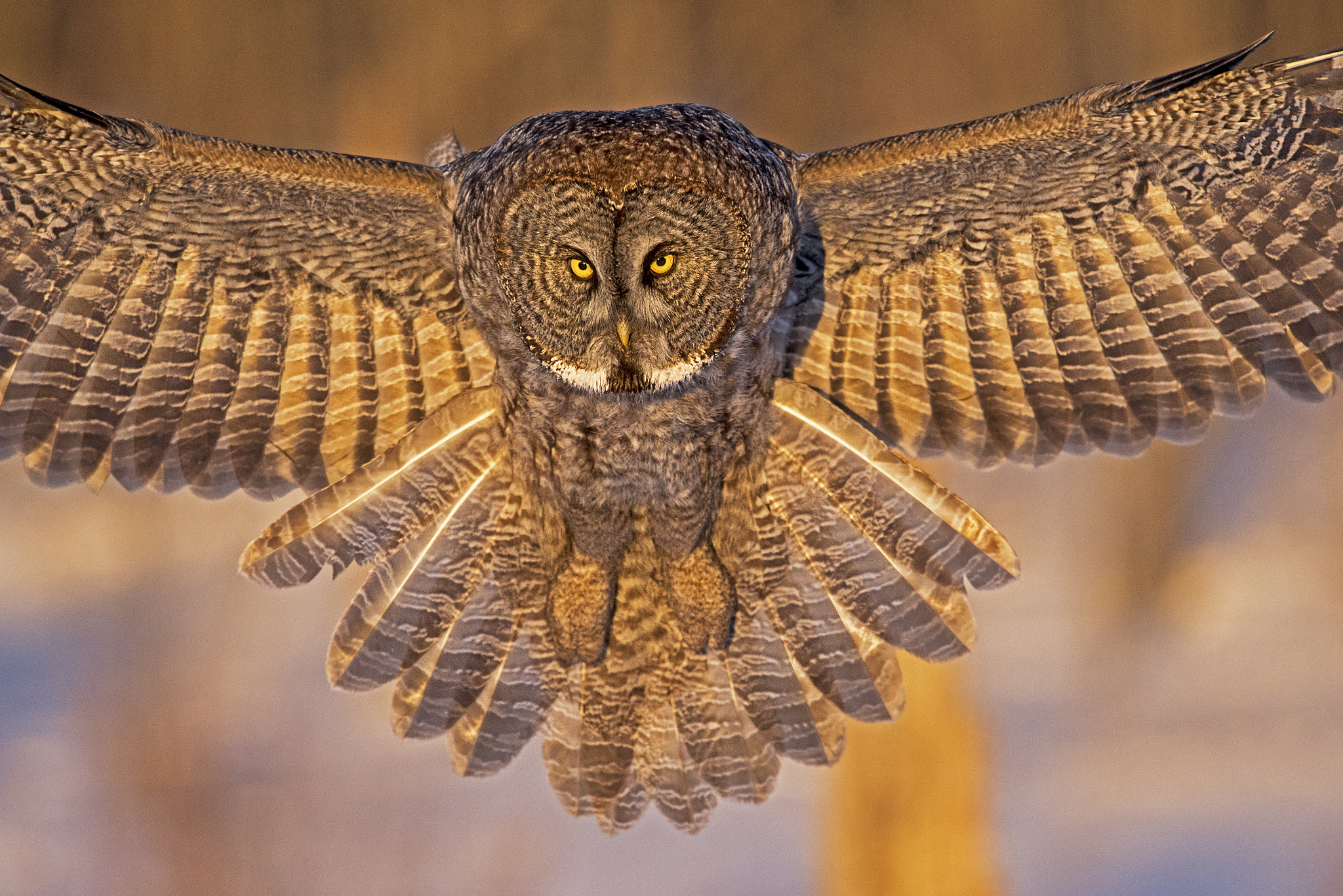 Nikon Nikkor AF-S 300mm F4E PF ED VR sample photo. Great gray owl photography