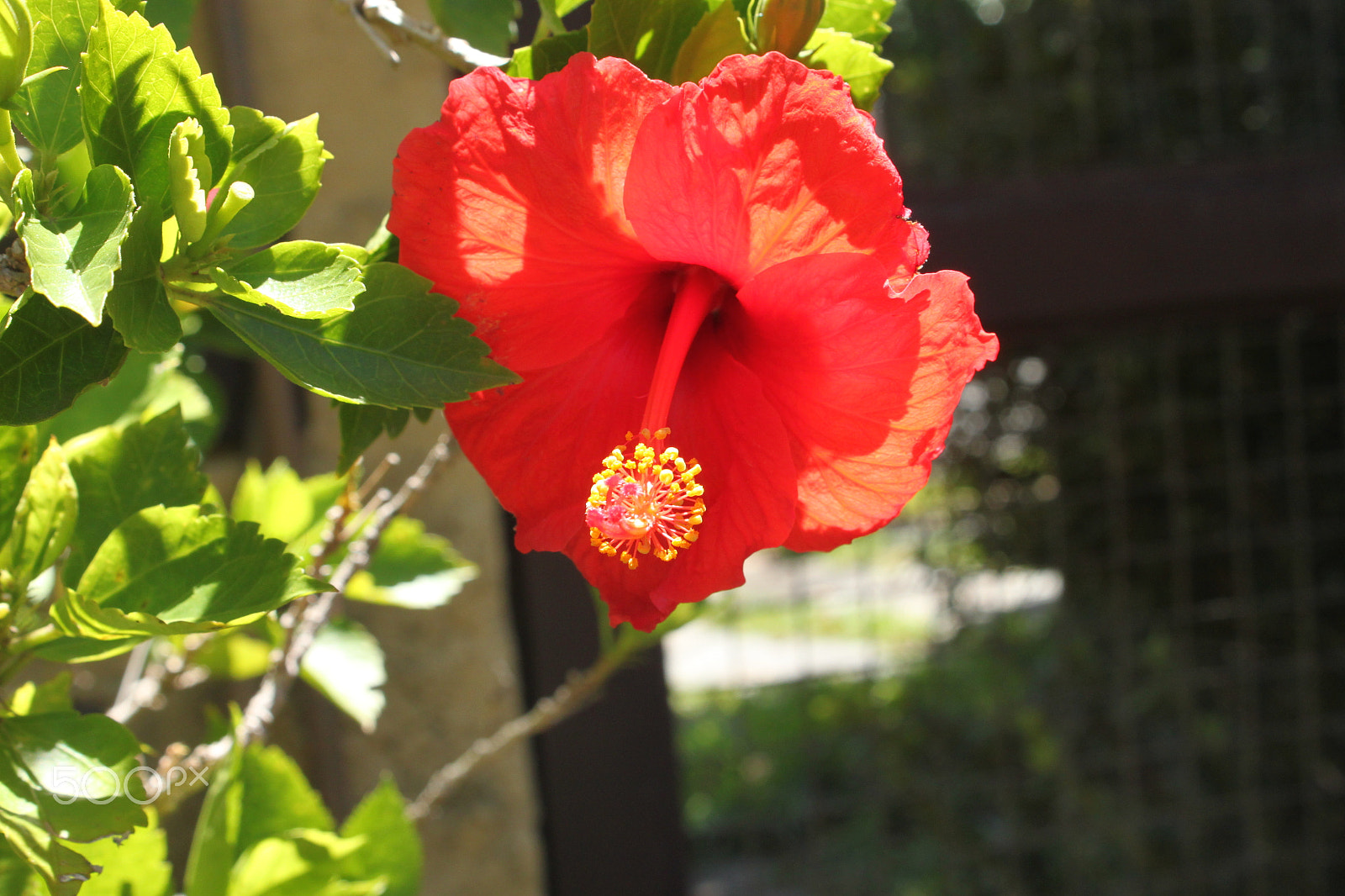 Canon EF-S 18-55mm F3.5-5.6 IS sample photo. Red hibiscus androcious photography