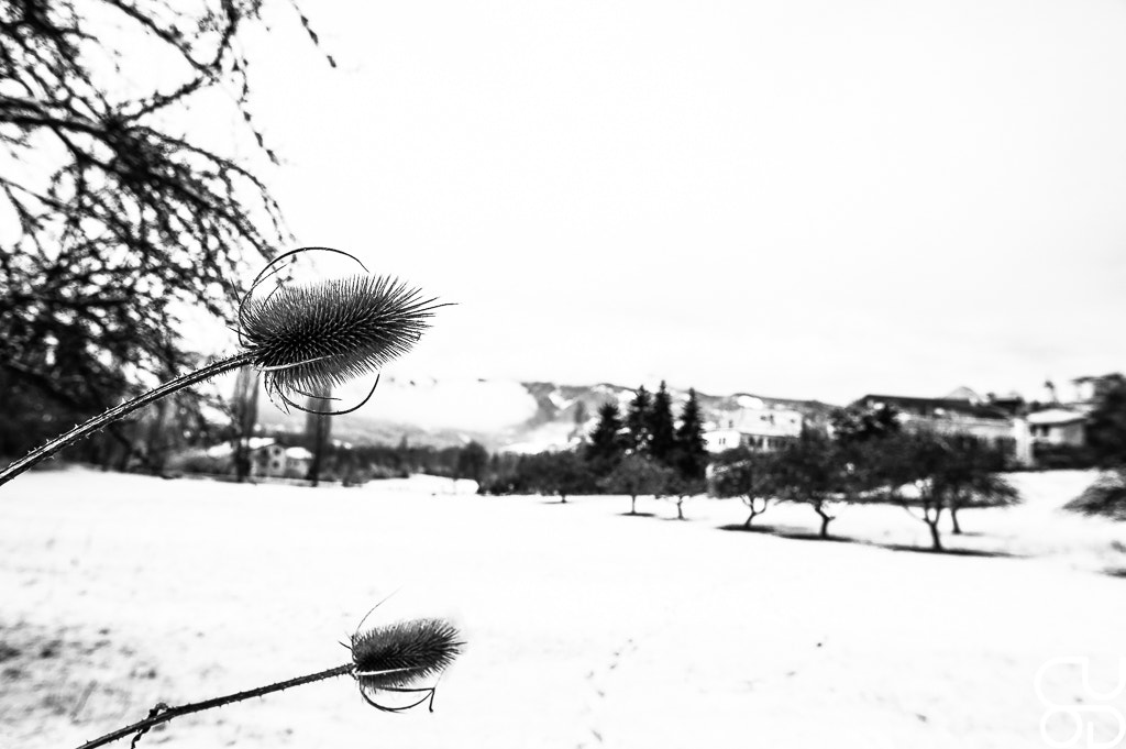 Nikon D700 sample photo. Snow thistle photography